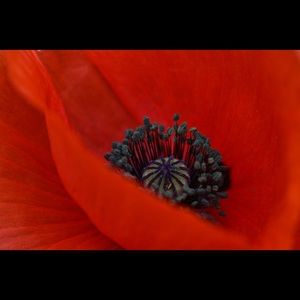 Meet your Posher, Sandy